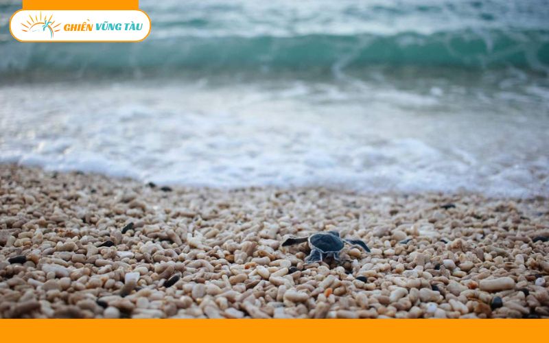 Cẩm nang du lịch Bãi Ông Đụng Côn Đảo chi tiết cho người mới 12 bãi ông đụng