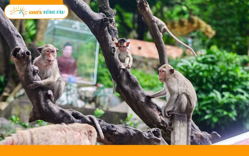chùa tam bảo vũng tàu