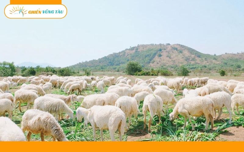 đồng cừu suối nghệ vũng tàu