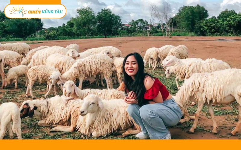 đồng cừu suối nghệ vũng tàu