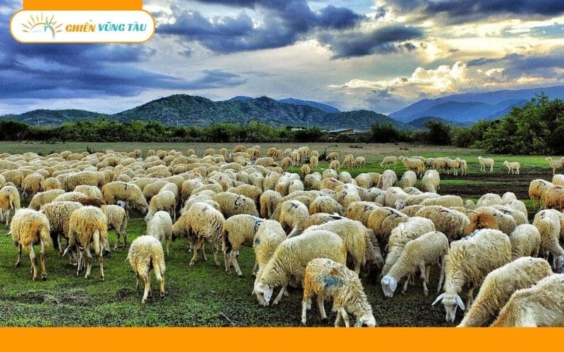 đồng cừu suối nghệ vũng tàu