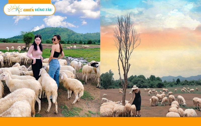 đồng cừu suối nghệ vũng tàu