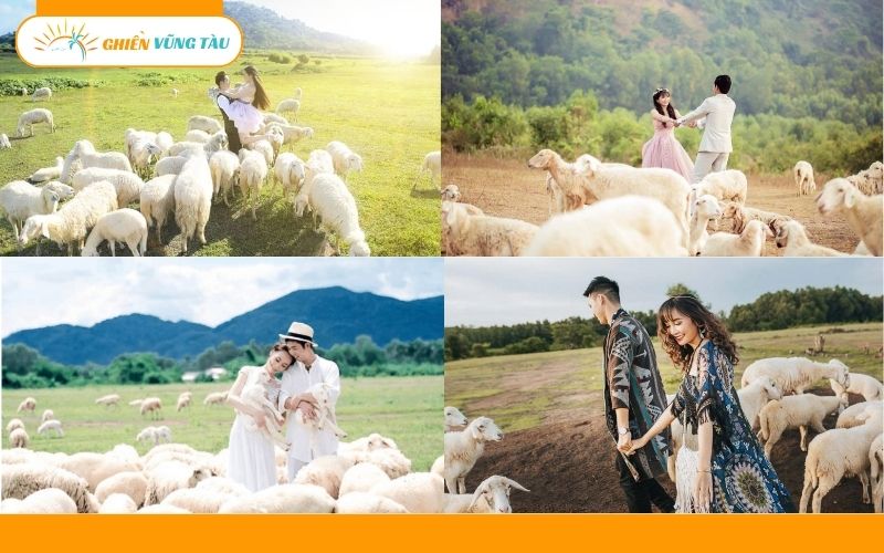đồng cừu suối nghệ vũng tàu