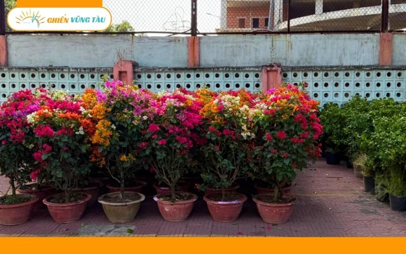 chợ hoa tết vũng tàu