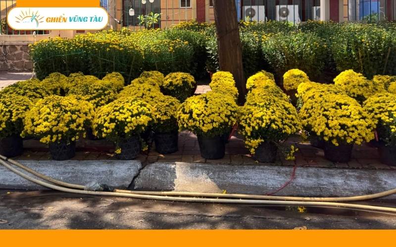 chợ hoa tết vũng tàu