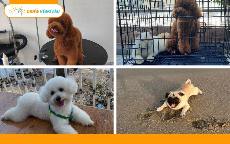 giữ thú cưng ngày tết vũng tàu