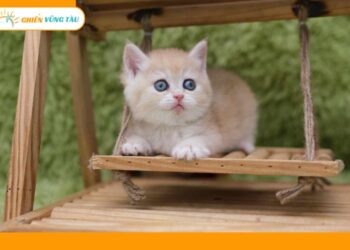 giữ thú cưng ngày tết vũng tàu