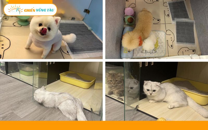 giữ thú cưng ngày tết vũng tàu