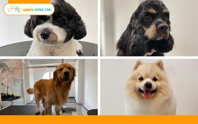 giữ thú cưng ngày tết vũng tàu
