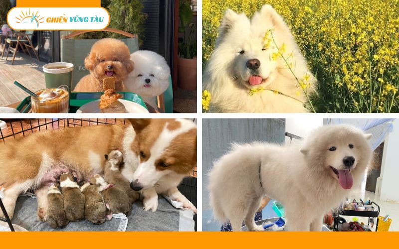 giữ thú cưng ngày tết vũng tàu