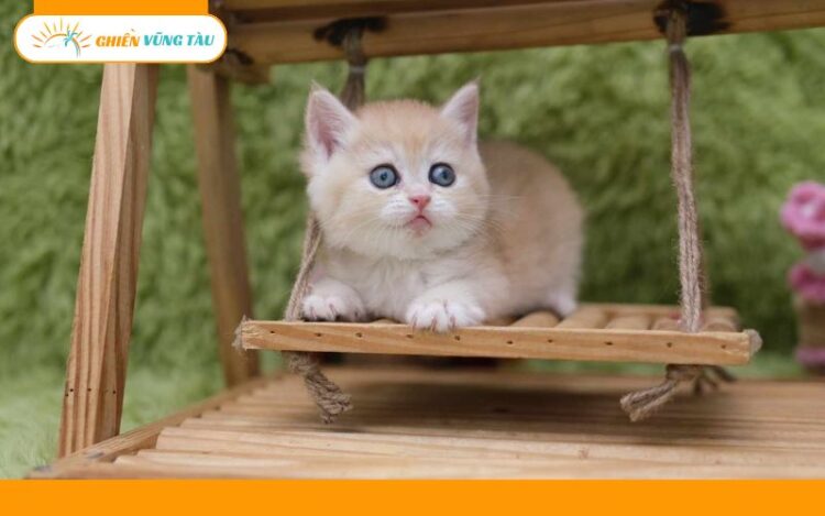 giữ thú cưng ngày tết vũng tàu