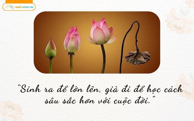 câu nói hay về sinh lão bệnh tử
