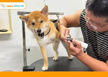 pet shop vũng tàu